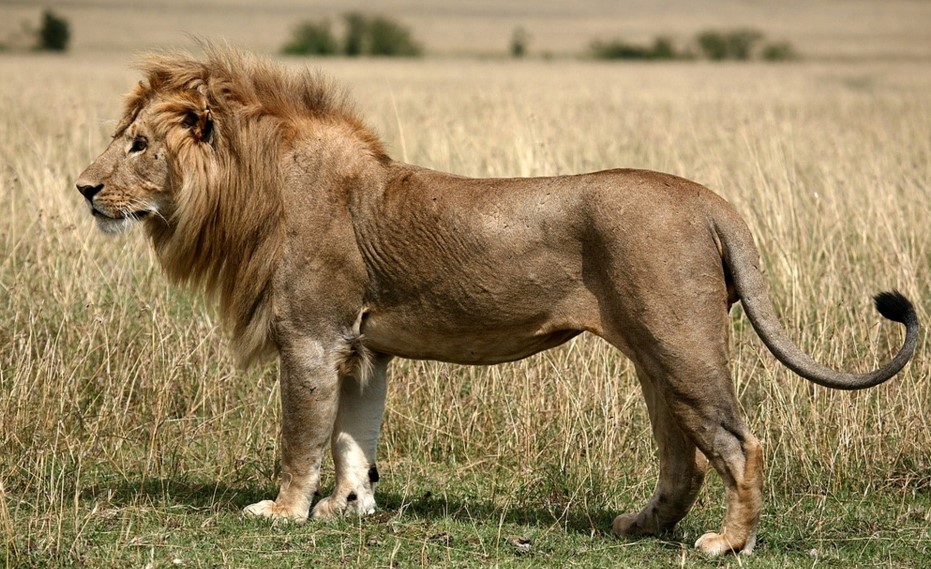 Lion