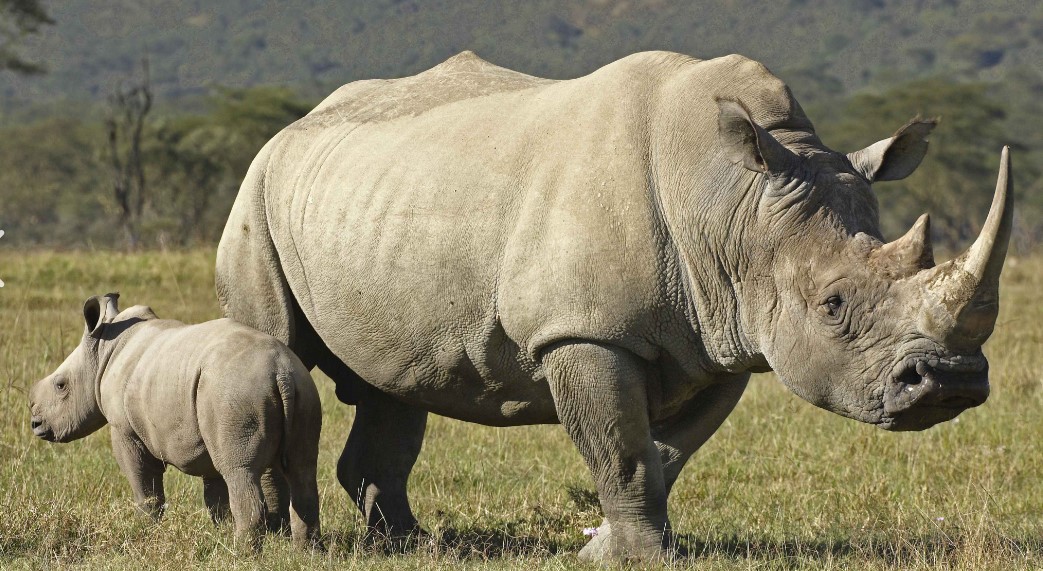 Rhinoceros